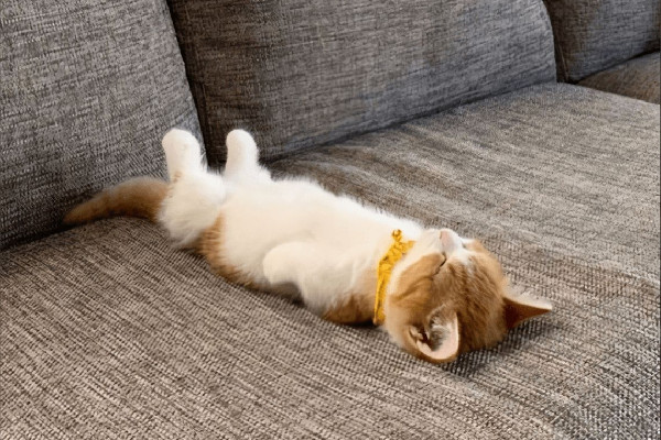 代表称不能躺平也不能被“卷”没了 躺平是什么意思网络用语