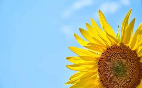 水滴筹群发文案，水滴筹文案范文