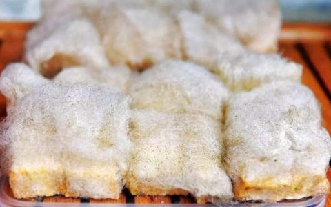 为什么毛豆腐能吃(毛豆腐是怎么发现能吃的)
