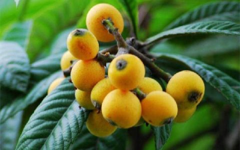 怎么食用枇杷(枇杷的皮直接洗可以吃吗)