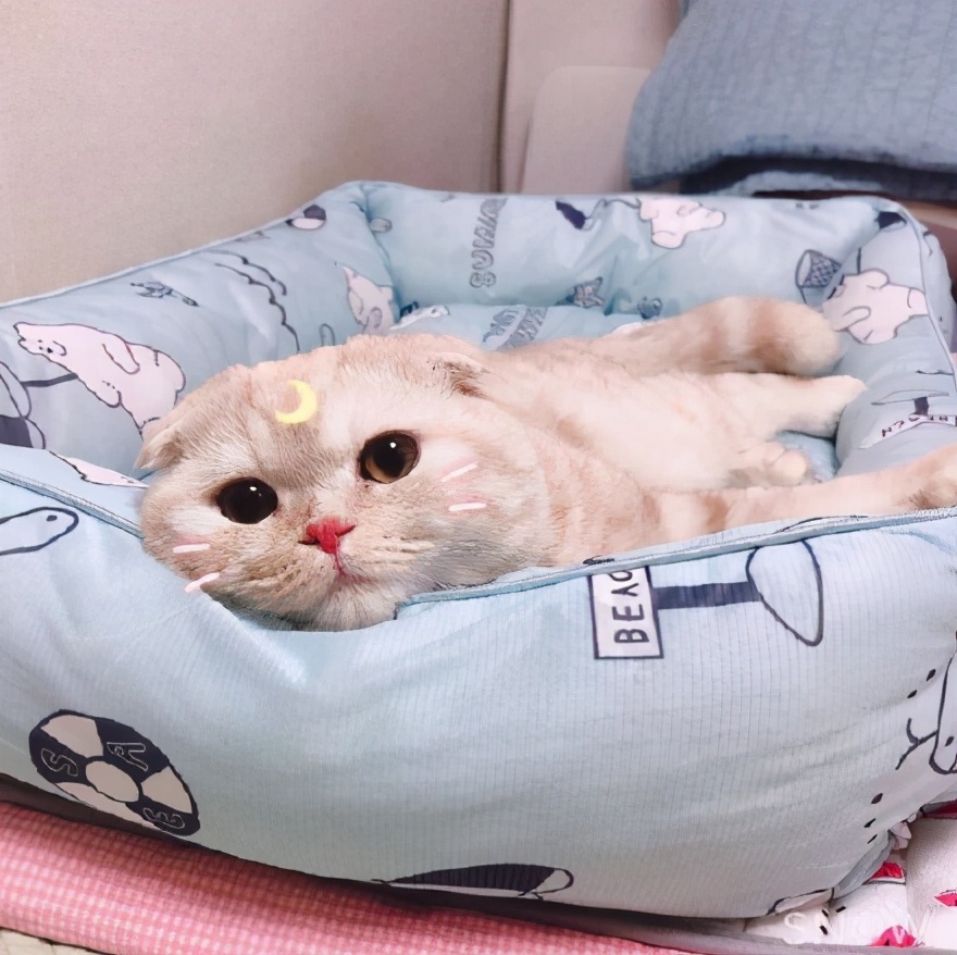 520文案合集“单身篇+表白篇+情侣篇+官宣篇”