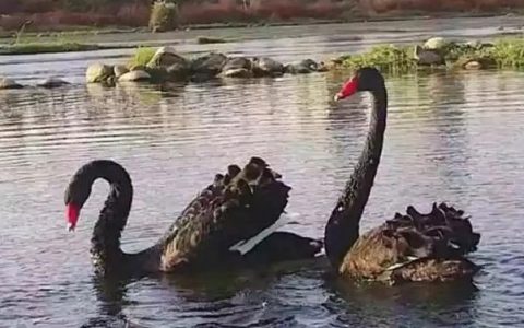 被黑天鹅啄伤(黑天鹅游泳啄人)