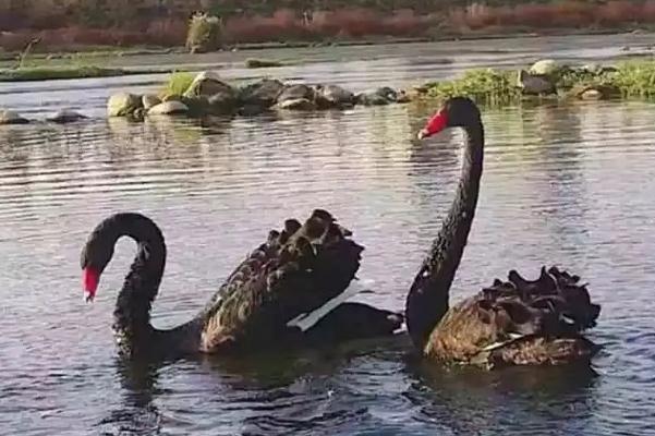 体育生游泳被黑天鹅吊打满背伤痕 黑天鹅会攻击人吗