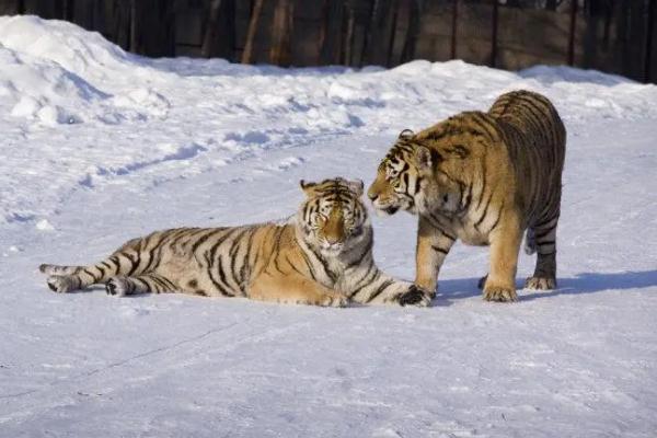 委员说出走的东北虎又回来了 东北虎还有多少只