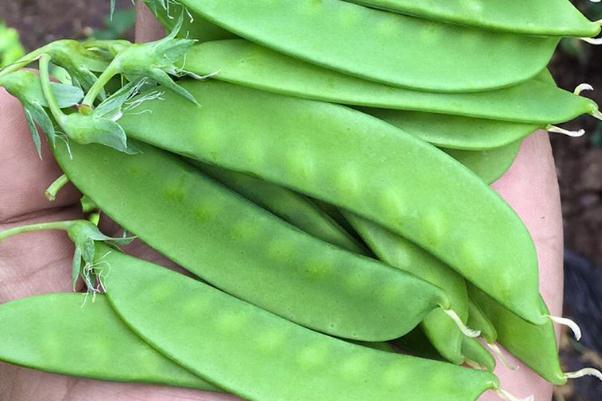 荷兰豆是什么季节的菜 荷兰豆是脆的熟了吗