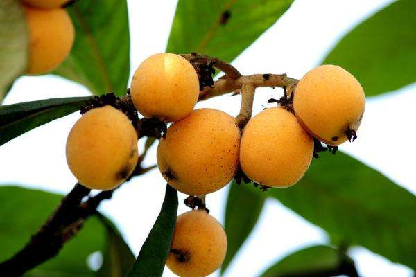 枇杷怎么吃治咳嗽最好 枇杷对嗓子好吗