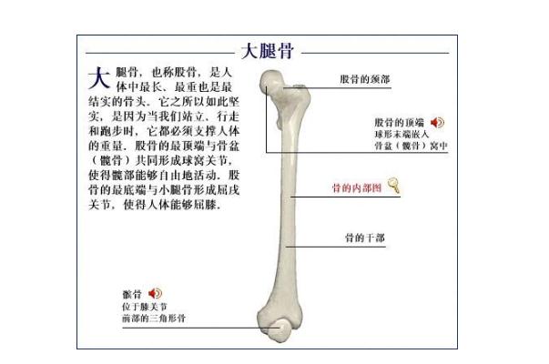 大腿骨溶解造成骨溶解的原因