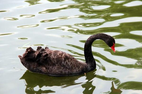体育生游泳被黑天鹅吊打满背伤痕 黑天鹅会攻击人吗