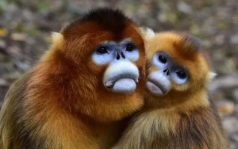 金丝猴是不是一级保护动物(金丝猴保护进展)