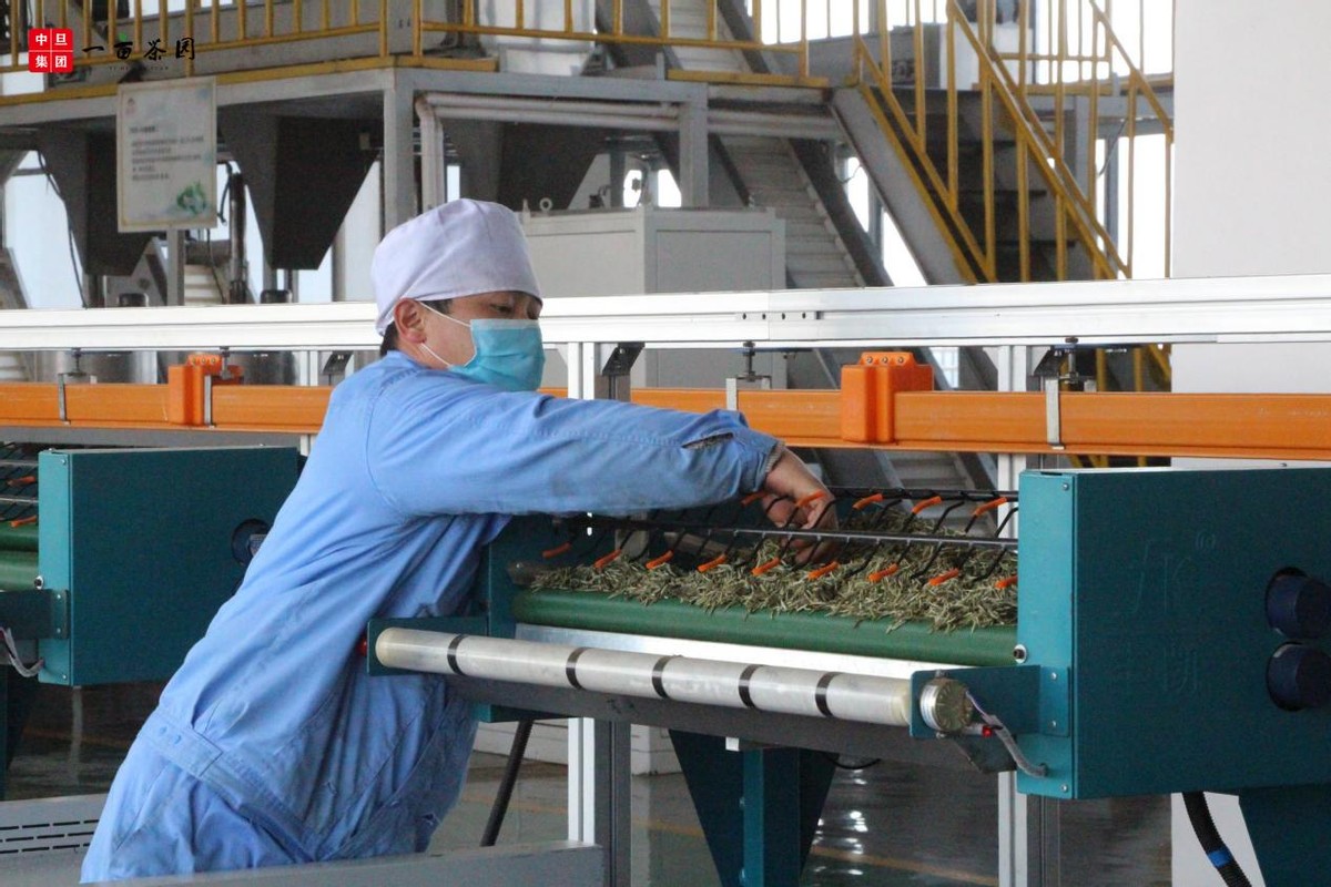 中旦一亩茶园：数字农业赋能乡村振兴迈向共同富裕