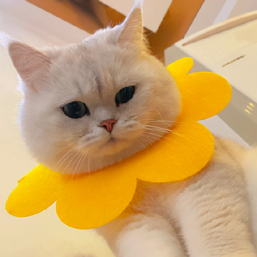 520文案合集“单身篇+表白篇+情侣篇+官宣篇”