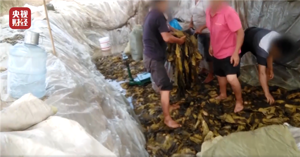 315曝光老坛酸菜包在土坑腌制后续：岳阳叫停土法腌制酸菜