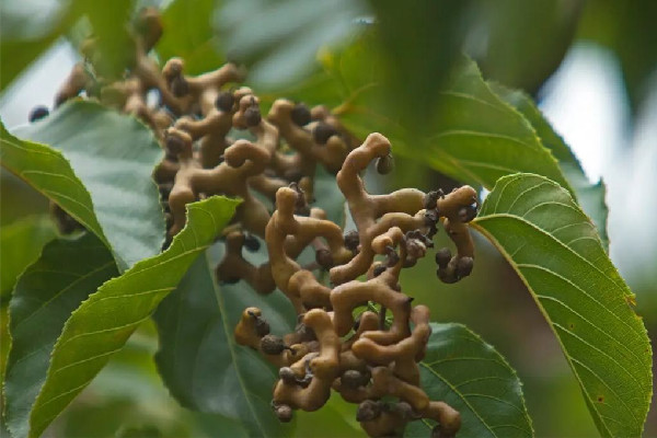 拐枣多少钱一斤 拐枣是水果吗