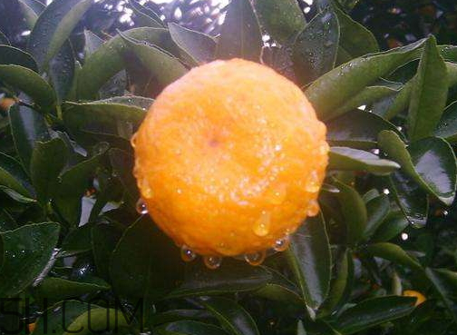 南丰蜜桔现在多少钱一斤 南丰蜜桔几月份成熟