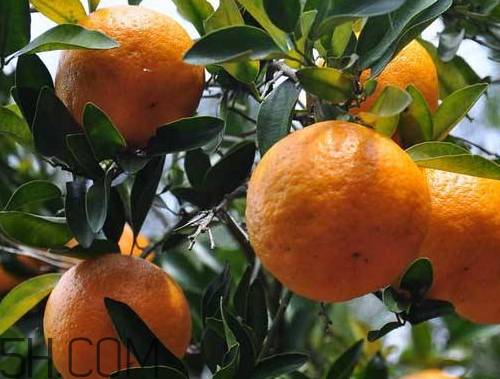 黄岩蜜桔多少钱一斤 黄岩蜜桔的特点是什么