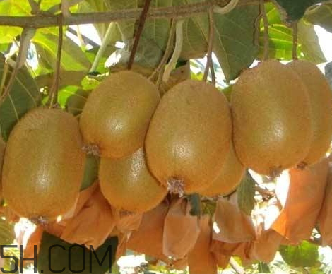 徐香猕猴桃一斤多少钱 徐香猕猴桃营养价值