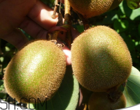 徐香猕猴桃一斤多少钱 徐香猕猴桃营养价值