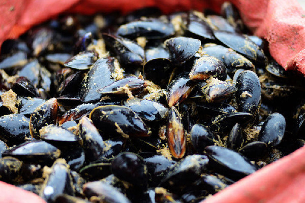 海虹肉为什么有白有黄 海虹黄的好还是白的好