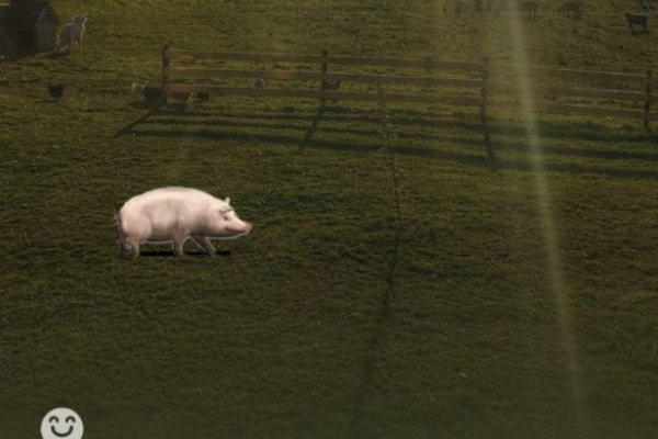 微信农场状态：能养猪还能打蟑螂 微信农场为什么这么火