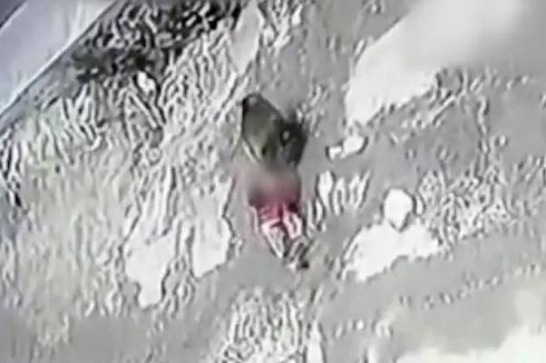3岁女童家门口玩耍被野猴拖走 野猴子会攻击人吗 3岁女童家门口玩耍被野猴拖走 野猴子会攻击人吗