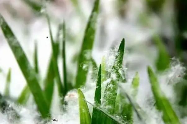 飞絮会传播新冠病毒吗？官方解答 新冠肺炎能附着在物体上传播么