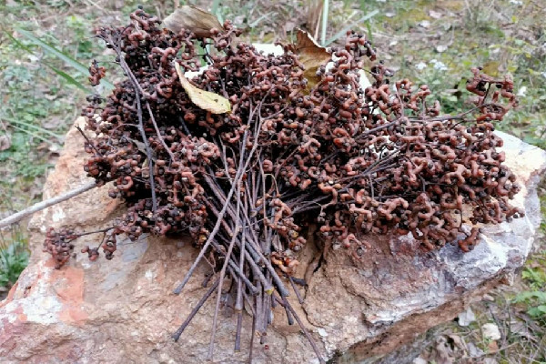 拐枣多少钱一斤 拐枣是水果吗