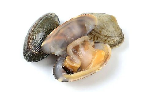 鲜蛤是不是花甲，花甲,蛤蜊