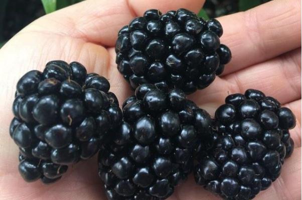 黑树莓是桑葚吗 黑树莓的功效与作用