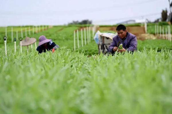 上海市抢种蔬菜8万多亩 蔬菜的保存方法