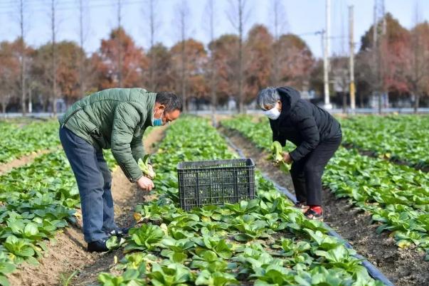 上海市抢种蔬菜8万多亩 蔬菜的保存方法