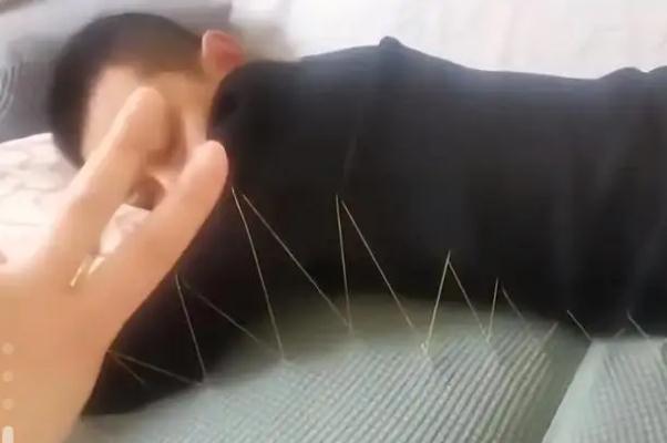 男子躺5小时不起被妻子缝在沙发上 赖床什么意思