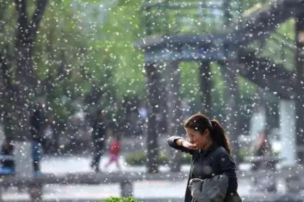 飞絮会传播新冠病毒吗？官方解答 新冠肺炎能附着在物体上传播么