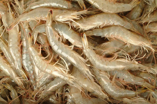 海虾多少钱一斤 海虾的营养价值及功效