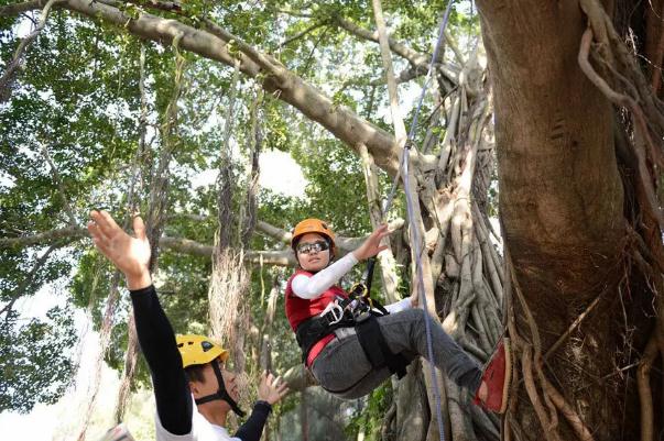 大学生校内公然爬树其实在上课 爬树要注意什么