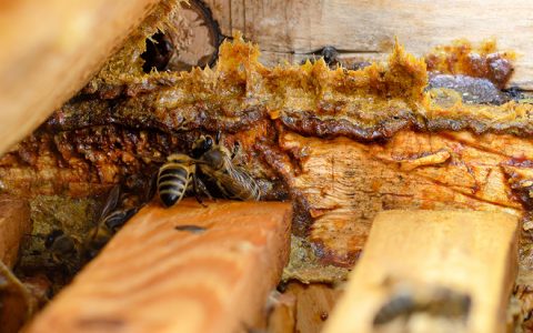 如何挑选好品质蜂胶？蜂胶食用禁忌注意事项