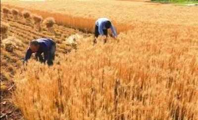 农事农活——割麦子