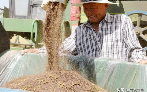 2020年油菜籽价格，2020年菜籽油最新价格是多少