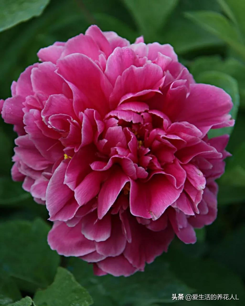 各种名贵芍药花图片大全