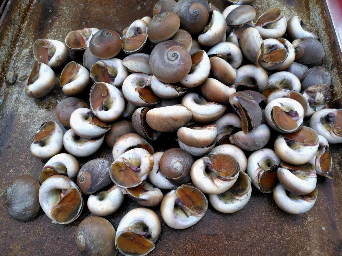 盘点15种常吃的小海鲜，教你如何挑选、主要吃法，请收藏