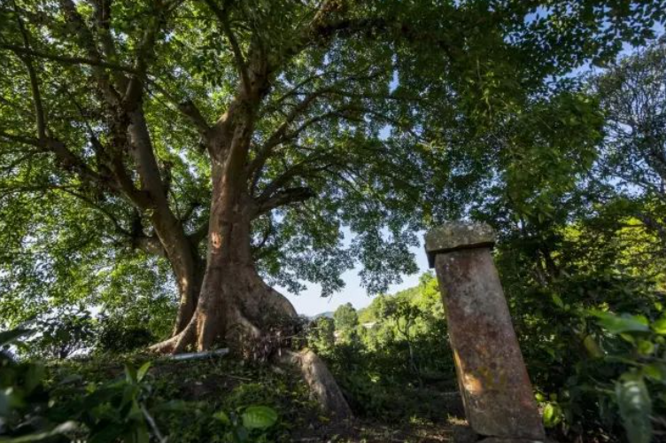 2022年价格最贵的十大普洱茶，老班章未进前三！