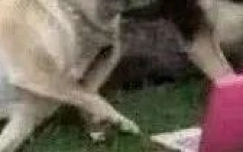 猫：甘霖娘累，鸡掰人类