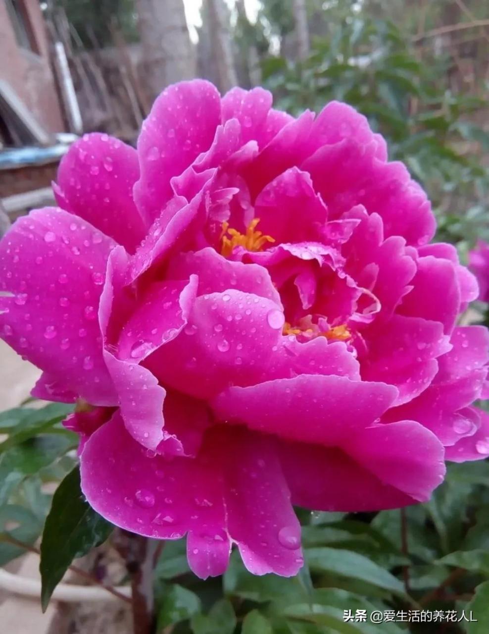 各种名贵芍药花图片大全