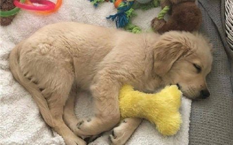 可爱小金毛图片大全可爱图片，金毛萌萌哒图片