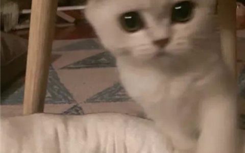 最近微信流行的表情，微信火爆表情