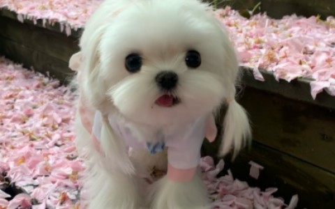 520还是一个人过的句子，520让人看了心疼的句子