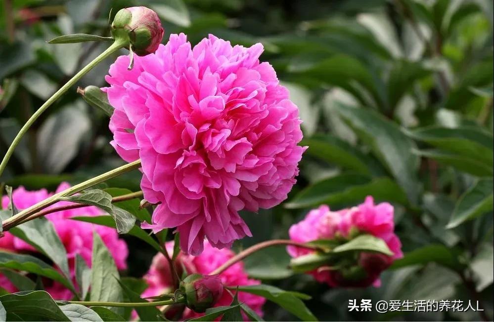 各种名贵芍药花图片大全