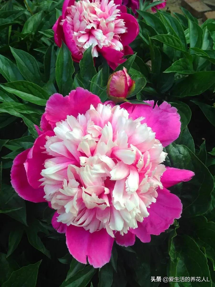 各种名贵芍药花图片大全各种名贵芍药花图片大全各种名