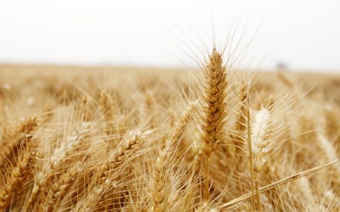 小麦价格下跌，小麦价格暴涨