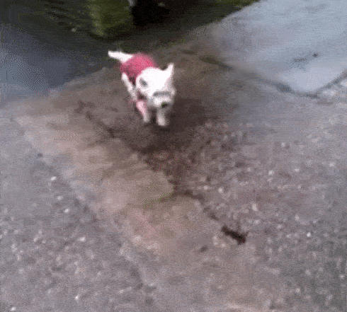 为什么很多狗腿子都会装瘸？