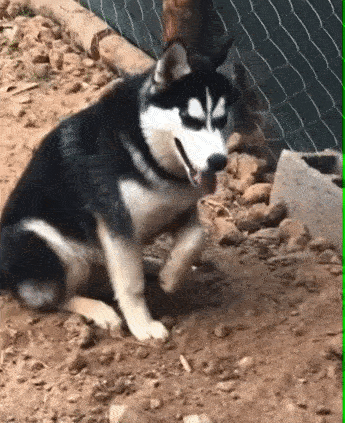 为什么很多狗腿子都会装瘸？